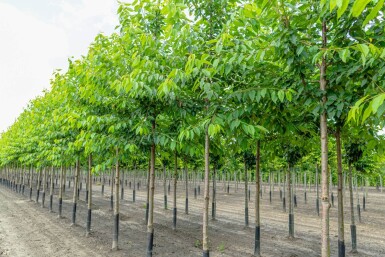 Prunus avium 'Plena' haute-tige 10/12