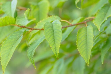 Prunus avium 'Plena' haute-tige 10/12