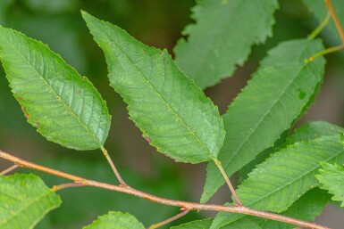 Prunus avium 'Plena' haute-tige 10/12