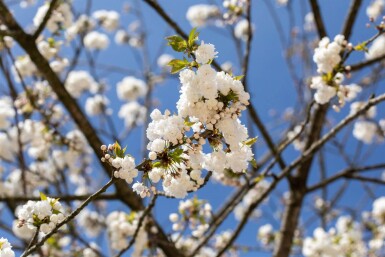 Prunus avium 'Plena' haute-tige 10/12