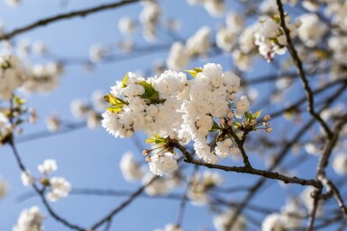 Prunus avium 'Plena' haute-tige 10/12