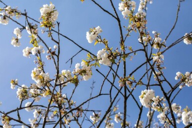 Prunus avium 'Plena' haute-tige 10/12