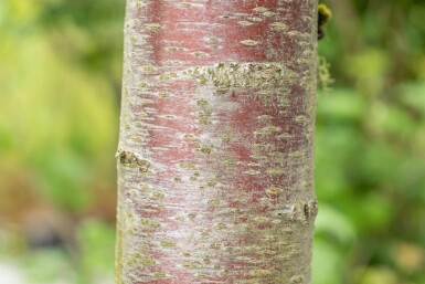 Prunus avium 'Plena' haute-tige 10/12