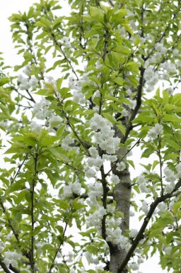Prunus avium 'Plena' haute-tige 10/12