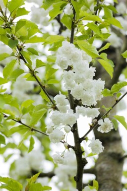 Prunus avium 'Plena' haute-tige 10/12