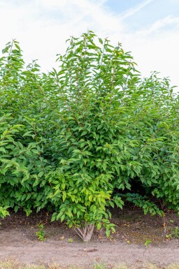 Prunus avium 'Plena' cépée