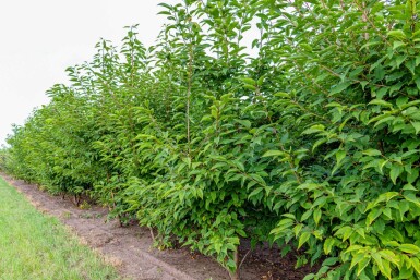 Prunus avium 'Plena' cépée