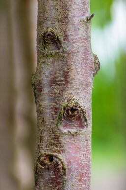 Prunus avium 'Plena' cépée 200-250