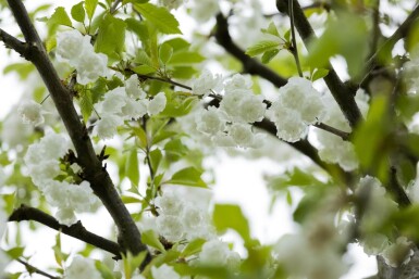 Prunus avium 'Plena' cépée 200-250