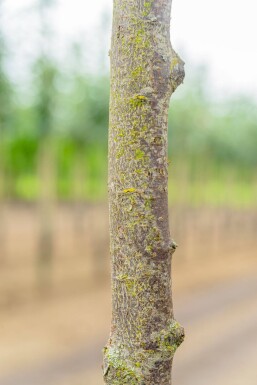 Prunus cerasifera 'Nigra' haute-tige 8/10