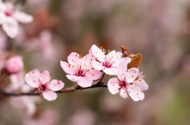 Prunus cerasifera 'Nigra' haute-tige 8/10