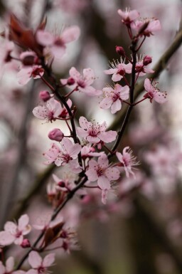 Prunus cerasifera 'Nigra' haute-tige 8/10