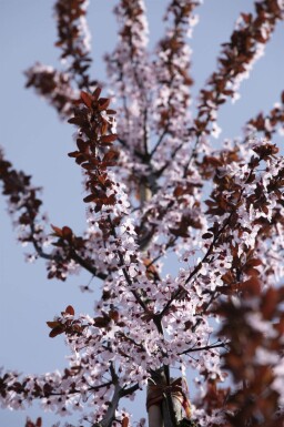 Prunus cerasifera 'Nigra' espalier 8/10 190cm tronc 150b x 120h