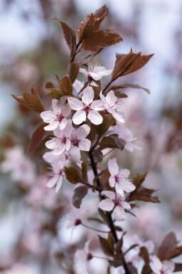 Prunus cerasifera 'Nigra' espalier 8/10 190cm tronc 150b x 120h