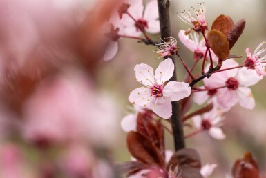 Prunus cerasifera 'Nigra' espalier 8/10 190cm tronc 150b x 120h