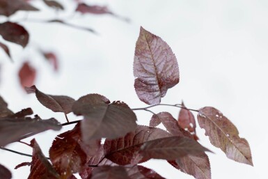 Prunus cerasifera 'Nigra' demi-tige