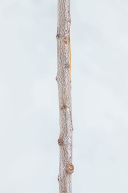 Prunus cerasifera 'Nigra' demi-tige 150cm tronc