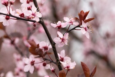 Prunus cerasifera 'Nigra' demi-tige 150cm tronc