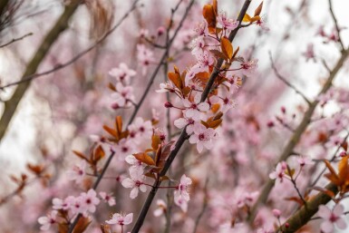 Prunus cerasifera 'Nigra' demi-tige 150cm tronc