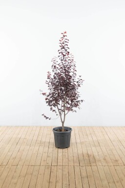Prunus cerasifera 'Nigra' touffe