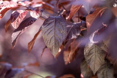 Prunus cerasifera 'Nigra' touffe 100-125