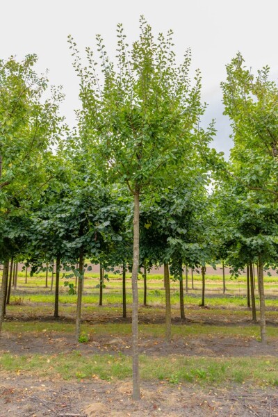 Prunus domestica 'Opal' haute-tige 10/12