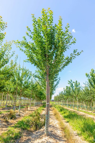 Prunus domestica 'Hauszwetsche' haute-tige 14/16