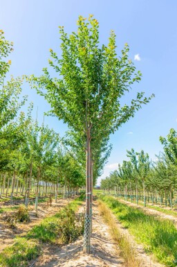 Prunus domestica 'Hauszwetsche' haute-tige