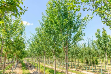 Prunus domestica 'Hauszwetsche' haute-tige