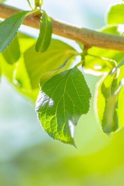 Prunus domestica 'Hauszwetsche' haute-tige 14/16