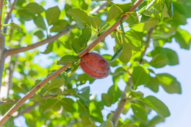 Prunus domestica 'Hauszwetsche' haute-tige 14/16