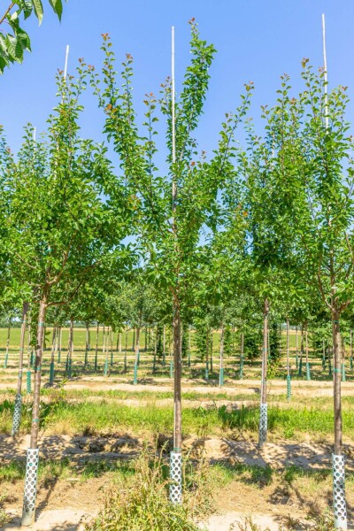 Prunus domestica 'Reine Claude Verte' haute-tige 14/16
