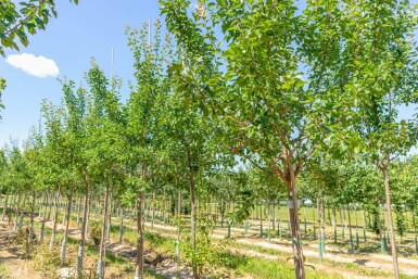 Prunus domestica 'Reine Claude Verte' haute-tige