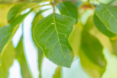 Prunus domestica 'Reine Claude Verte' haute-tige 14/16