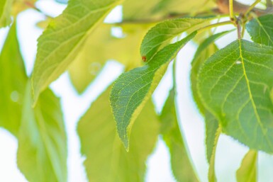 Prunus domestica 'Reine Claude Verte' haute-tige 14/16