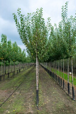 Prunus dulcis haute-tige