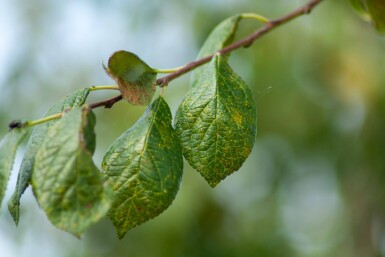 Prunus dulcis haute-tige