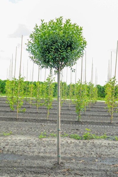 Prunus x eminens 'Umbraculifera' haute-tige 8/10 225cm tronc