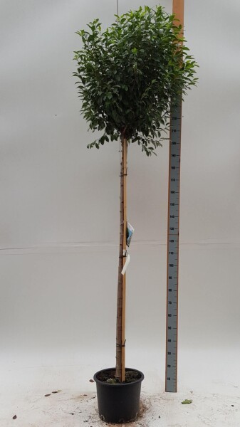 Prunus x eminens 'Umbraculifera' boule sur tige 90cm tronc