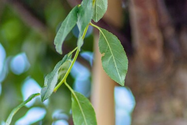 Prunus x eminens 'Umbraculifera' boule sur tige