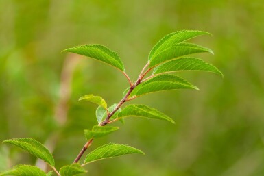 Prunus incisa 'The Bride' haute-tige
