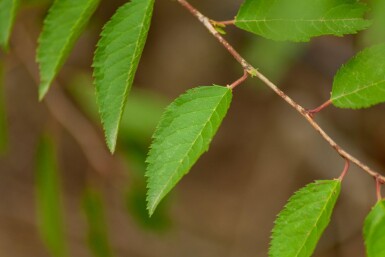 Prunus incisa 'The Bride' haute-tige
