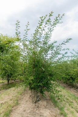 Prunus incisa 'The Bride' cépée