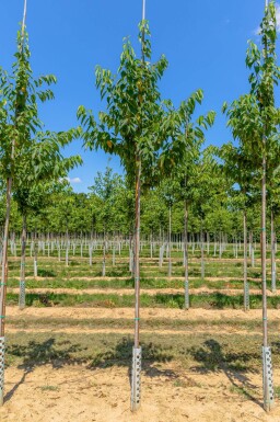 Prunus maackii 'Amber Beauty' haute-tige 10/12
