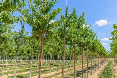 Prunus maackii 'Amber Beauty' haute-tige 10/12
