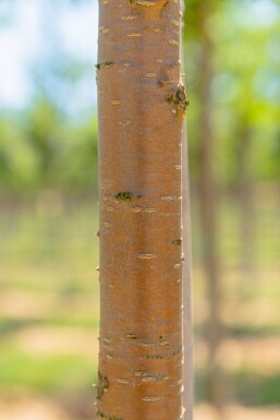 Prunus maackii 'Amber Beauty' haute-tige 10/12