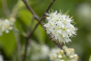 Prunus maackii 'Amber Beauty' haute-tige 10/12