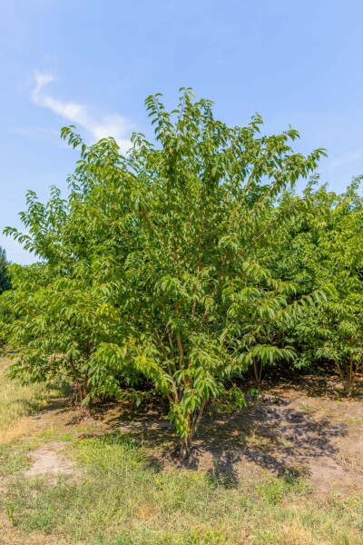 Prunus maackii 'Amber Beauty' cépée 200-250
