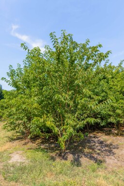 Prunus maackii 'Amber Beauty' cépée 200-250