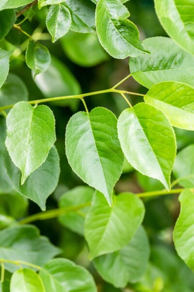 Prunus mahaleb cépée 250-300